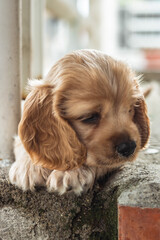 cachorros en su diario vivir
#cachorros 