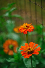 Orange Zinnia Flowers Grow in the Garden