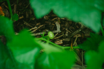 Organic Pumpkins Grow in the Garden