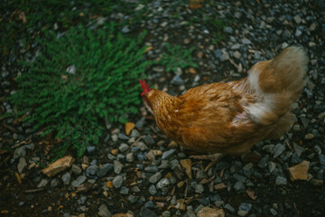 Orange Chicken Hen Walks Along a Gravel Path
