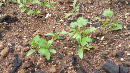Cilantro Baby