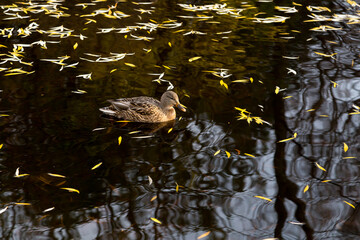 Female Mallard duck swimming in pond with dappled light and reflections in the water, Beaubien Park, Montreal, Quebec, Canada