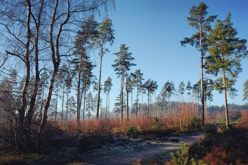 Fototapeta premium Shadows and winter sun on Blackheath common, Surrey, UK