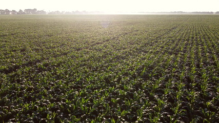 Flying over green tops of young corn sprouts on sunny morning close-up. View farmland and plantations. Landscape fields agro-industrial culture. Countryside. Agricultural field corn maize. Harvest