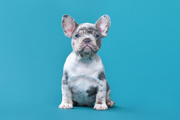 Merle French Bulldog dog puppy sitting in front of blue background - obrazy, fototapety, plakaty