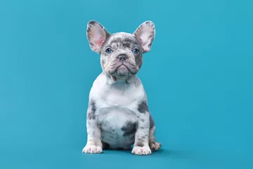 Foto op Canvas Merle French Bulldog dog puppy sitting in front of blue background © Firn