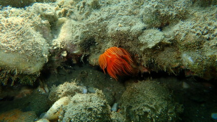 Fototapeta na wymiar Polychaeta Smooth tubeworm or red-spotted horseshoe (Protula tubularia) undersea, Aegean Sea, Greece, Halkidiki 