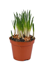 Potted 'Crocus Vernus' spring flowers not yet in bloom on white background