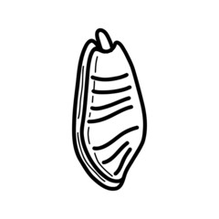 seashell sketch. vector illustration in doodle style 
