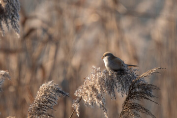 wąsatki w trzcinach nad jeziorem © Colorful Soul