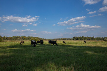 Cows on a green field grazing on a farmer's green grass. beautiful landscape with cows in the...