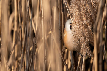 wąsatka oko w trzcinach nad jeziorem © Colorful Soul