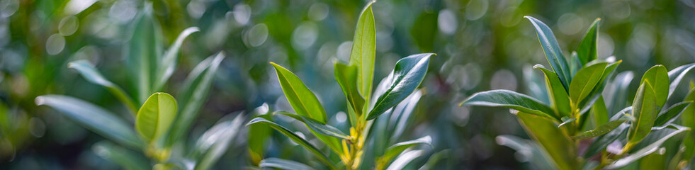 artistic picture with Shallow depth of field -green leaves and light bokeh