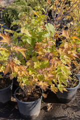 Flowering bushes in a tub in a garden center for landscaping, to work with landscaping. Plants in the garden center in autumn. The sun shines brightly on the plants.