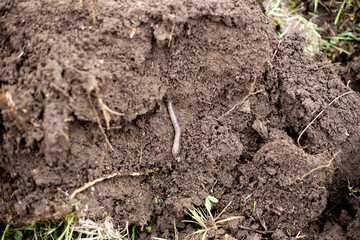 A clod of earth with an earthworm. Plowing the soil for planting agricultural crops