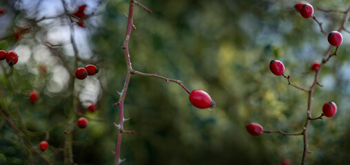 artistic picture with Shallow depth of field - rosehip bush and light bokeh