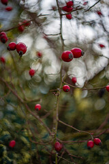 artistic picture with Shallow depth of field - rosehip bush and light bokeh