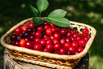 Ripe red cherries in a wicker basket. Harvesting and healthy eating concept.