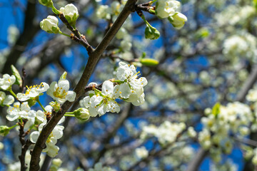 Branches of a blossoming cherry tree with flower buds against a blue sky. Spring flowering gardens.
