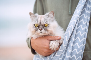 Beautiful cat with big green eyes in shoulder pet bag carrier on the street
