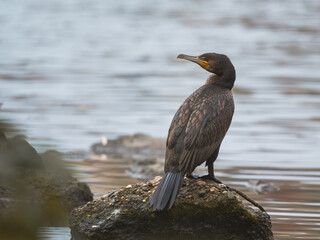 Kormoran (Phalacrocorax carbo) an einem Flussufer, Nahaufnahme
