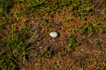A pigeon's egg in the grass. An intact pigeon egg is in the middle of the grass in the sun.