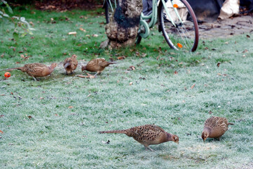 mehrerer weibliche Fasane (Phasanius colchicus)