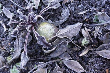 Rote Beete (Beta vulgaris subsp. vulgaris) mit Raureif auf den Blättern - ein echtes Wintergemüse