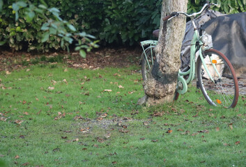Zahlreiche Bergfinken an einer Futterstelle im Garten