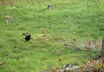 Zahlreiche Bergfinken an einer Futterstelle im Garten