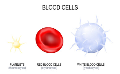 Blood cells type