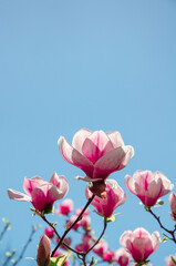 Spring background pink flowers of magnolia on blue sky backdrop