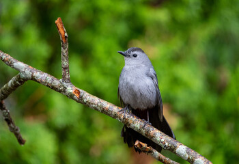 Gray Catbird on a branch