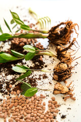 The process of transplanting a home flower into a new pot on a white background