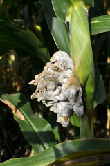 A corn plant affected by the fungus Ustilago zeae Unger