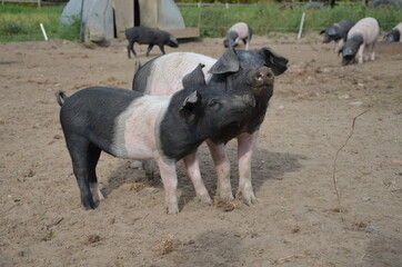 Schweine Freilandhaltung