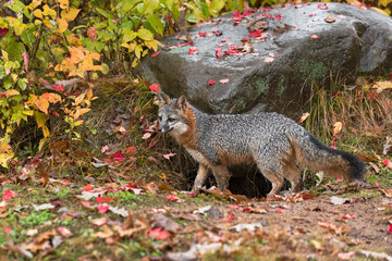Fototapeta premium Grey Fox (Urocyon cinereoargenteus) Stands Next to Rock Den Autumn