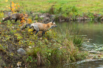 Pair of Red Fox (Vulpes vulpes) Sniff Around and Look Out on Island Autumn