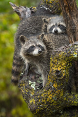 Raccoons (Procyon lotor) Rest Together in Tree Head on Back Autumn