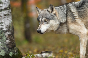Naklejka na ściany i meble Grey Wolf (Canis lupus) Raises Head Near Birch Tree Autumn