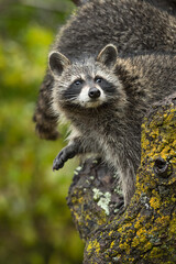 Raccoon (Procyon lotor) Looks Up in Tree @nd in Background Autumn