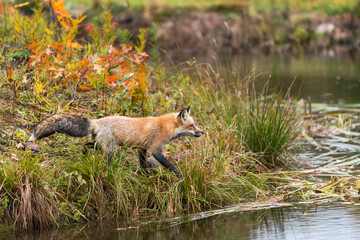 Amber Phase Red Fox (Vulpes vulpes) Steps Towards Edge of Island Autumn