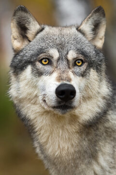 Grey Wolf (Canis lupus) Looks Up Autumn