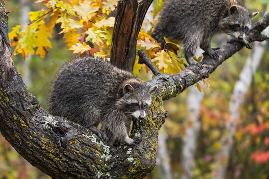 Raccoons (Procyon lotor) Hang Out in Branches of Tree Autumn