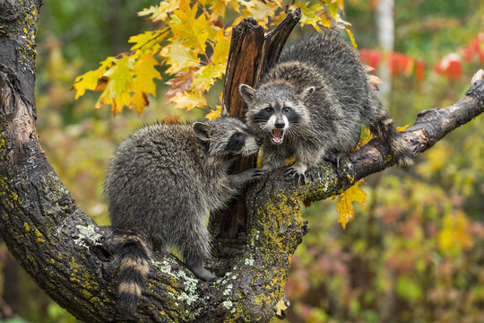 Raccoons (Procyon lotor) Interact With Each Other in Tree Autumn