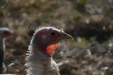 Huhn in Freilandhaltung