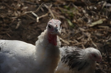 Huhn in Freilandhaltung