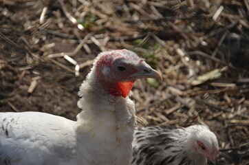 Huhn in Freilandhaltung