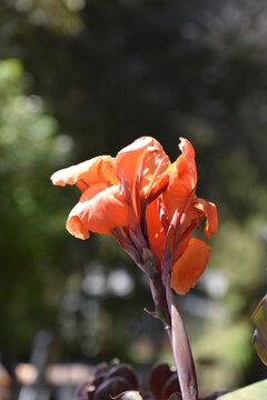 Canna indica, achira flower in natural habitat  general