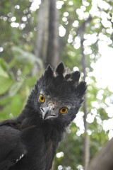 Spizaetus tyrannus, aguila iguanera en habitad natural